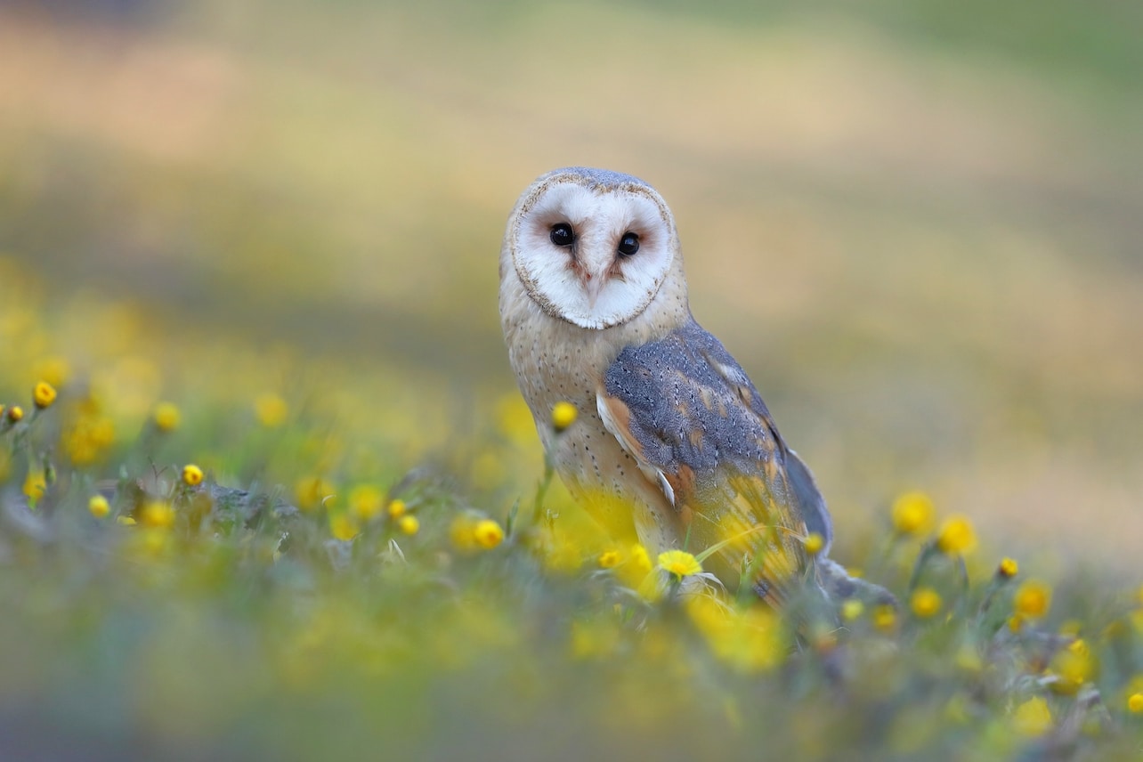 Owls (Year 6) - Pirton School